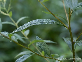 Leaf and stem